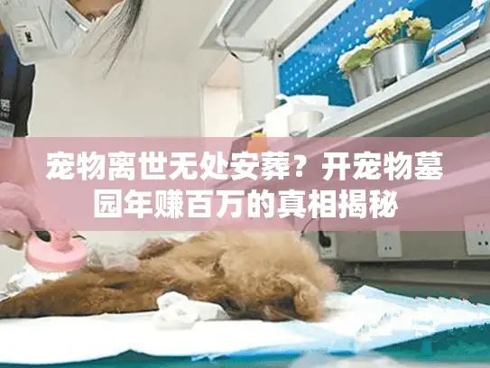 宠物离世无处安葬？开宠物墓园年赚百万的真相揭秘