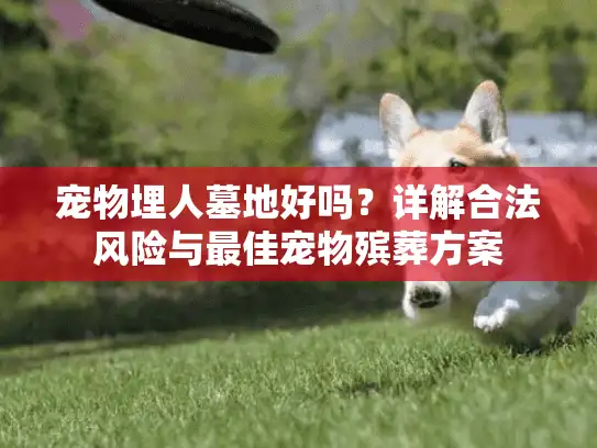 宠物埋人墓地好吗？详解合法风险与最佳宠物殡葬方案