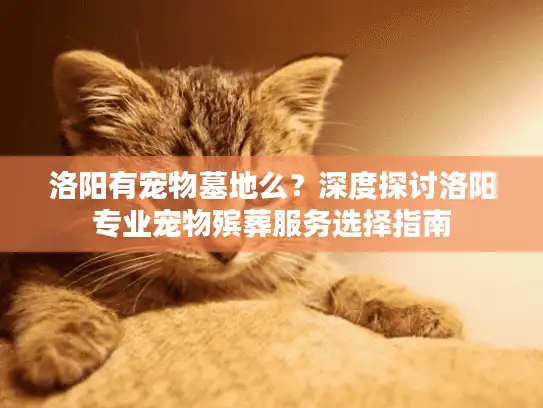 洛阳有宠物墓地么？深度探讨洛阳专业宠物殡葬服务选择指南