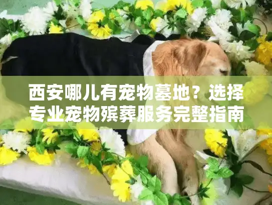 西安哪儿有宠物墓地？选择专业宠物殡葬服务完整指南