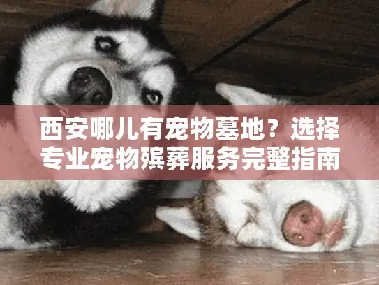 西安哪儿有宠物墓地？选择专业宠物殡葬服务完整指南