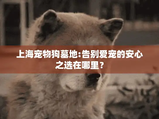 上海宠物狗墓地:告别爱宠的安心之选在哪里？