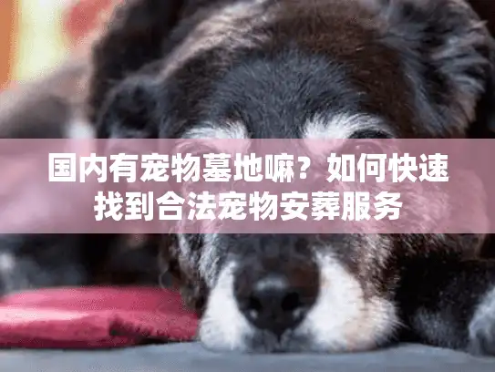 国内有宠物墓地嘛？如何快速找到合法宠物安葬服务