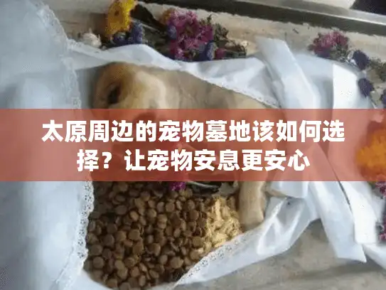 太原周边的宠物墓地该如何选择？让宠物安息更安心