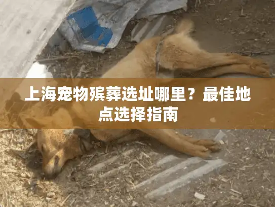 上海宠物殡葬选址哪里？最佳地点选择指南