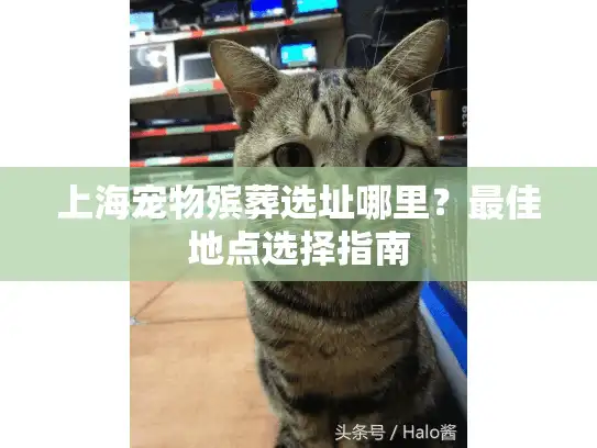 上海宠物殡葬选址哪里？最佳地点选择指南