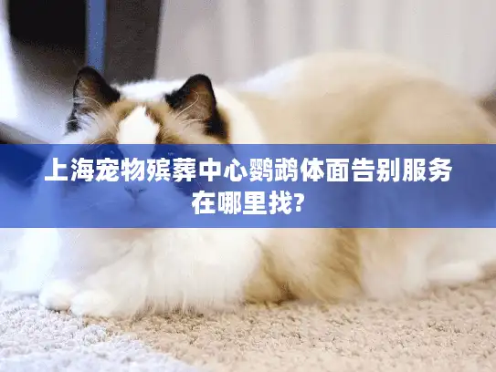 上海宠物殡葬中心鹦鹉体面告别服务在哪里找?