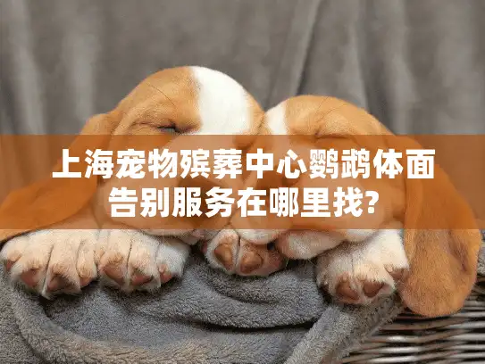 上海宠物殡葬中心鹦鹉体面告别服务在哪里找?
