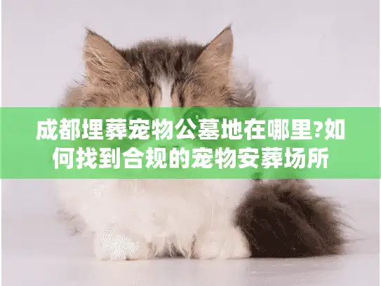 成都埋葬宠物公墓地在哪里?如何找到合规的宠物安葬场所
