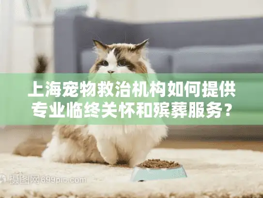 上海宠物救治机构如何提供专业临终关怀和殡葬服务？