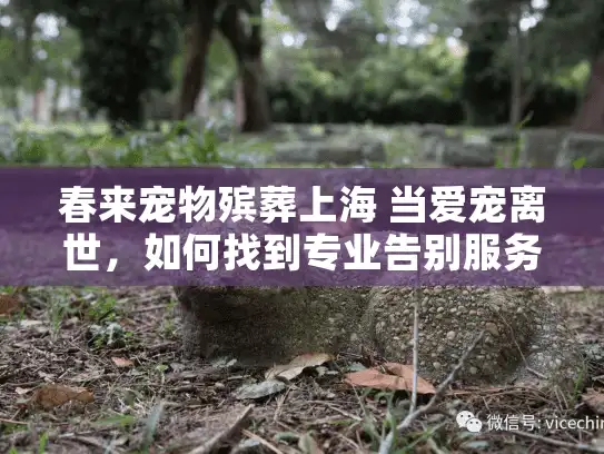 春来宠物殡葬上海 当爱宠离世，如何找到专业告别服务？