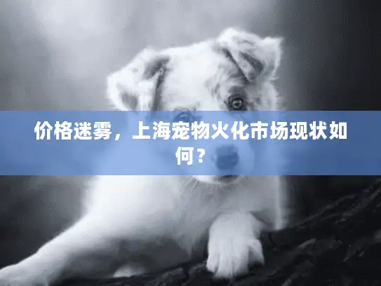 价格迷雾，上海宠物火化市场现状如何？