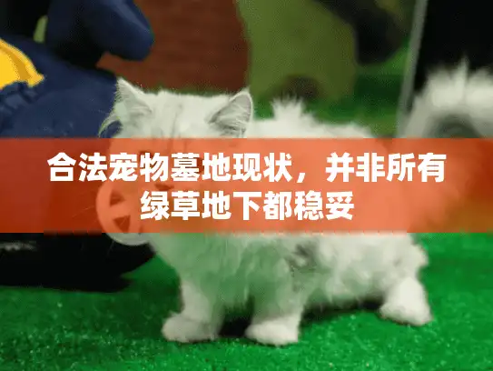 合法宠物墓地现状，并非所有绿草地下都稳妥