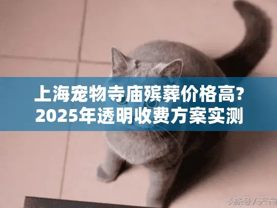上海宠物寺庙殡葬价格高?2025年透明收费方案实测