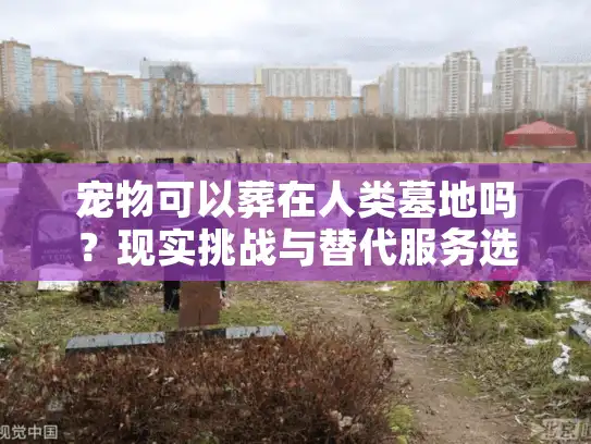 宠物可以葬在人类墓地吗？现实挑战与替代服务选项