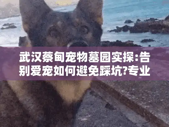 武汉蔡甸宠物墓园实探:告别爱宠如何避免踩坑?专业指南在此