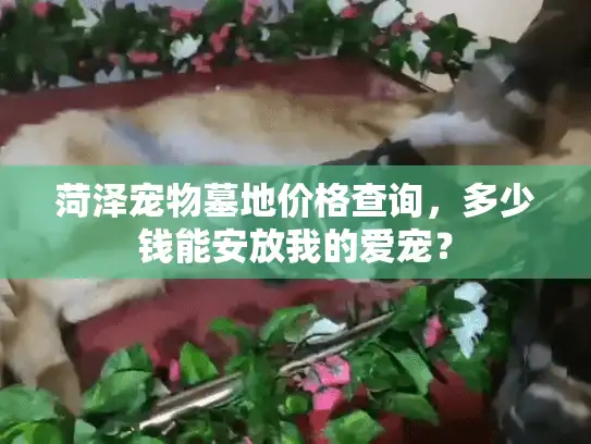 菏泽宠物墓地价格查询，多少钱能安放我的爱宠？