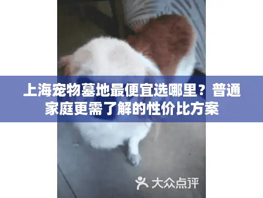 上海宠物墓地最便宜选哪里？普通家庭更需了解的性价比方案