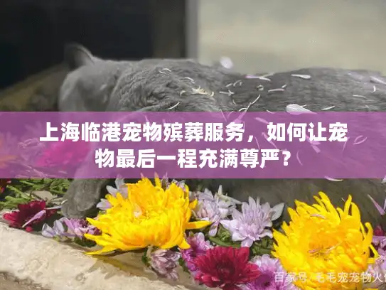 上海临港宠物殡葬服务，如何让宠物最后一程充满尊严？