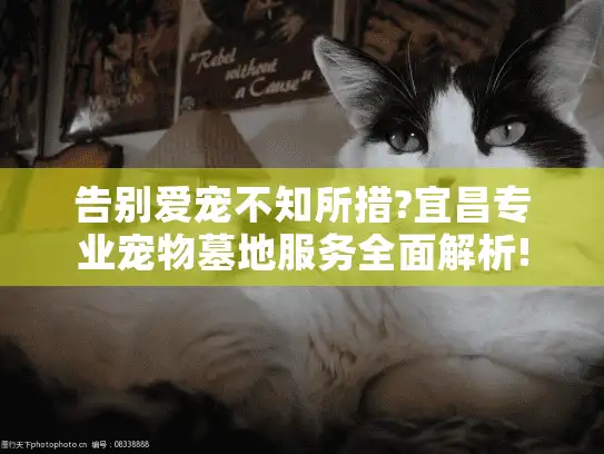 告别爱宠不知所措?宜昌专业宠物墓地服务全面解析!