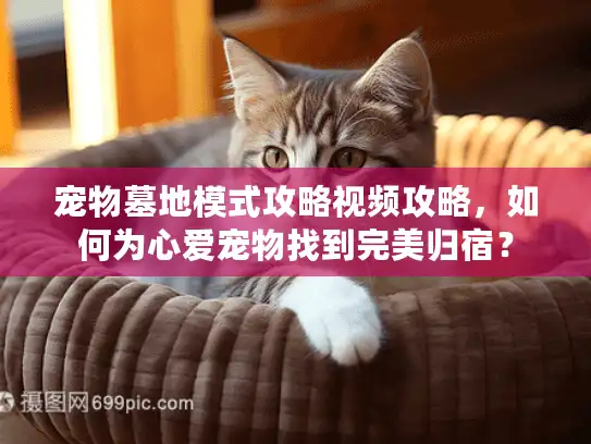 宠物墓地模式攻略视频攻略，如何为心爱宠物找到完美归宿？