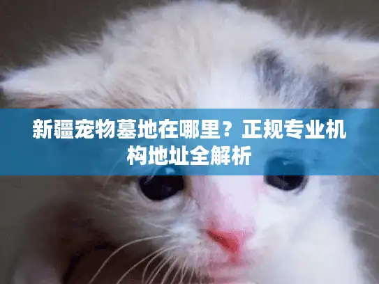 新疆宠物墓地在哪里？正规专业机构地址全解析
