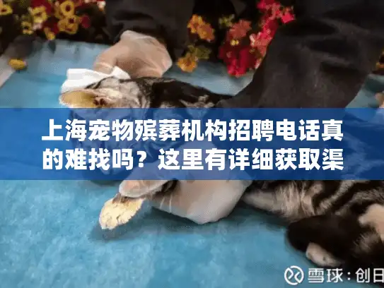 上海宠物殡葬机构招聘电话真的难找吗？这里有详细获取渠道