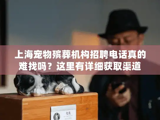 上海宠物殡葬机构招聘电话真的难找吗？这里有详细获取渠道