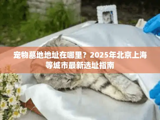 宠物墓地地址在哪里？2025年北京上海等城市最新选址指南