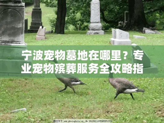 宁波宠物墓地在哪里？专业宠物殡葬服务全攻略指南