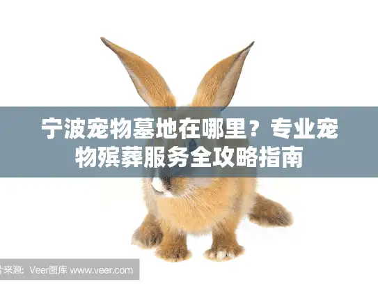 宁波宠物墓地在哪里？专业宠物殡葬服务全攻略指南