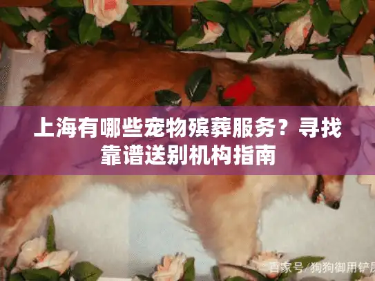 上海有哪些宠物殡葬服务？寻找靠谱送别机构指南