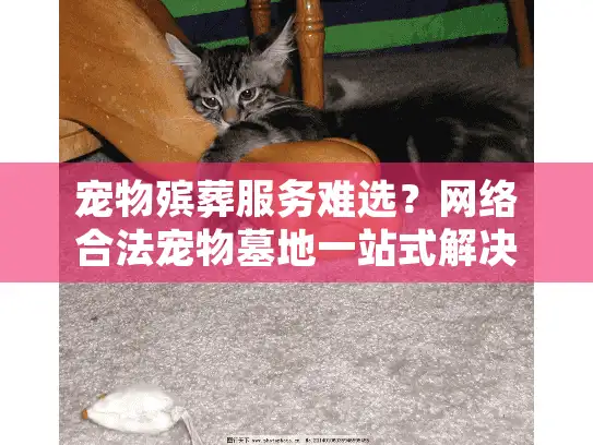 宠物殡葬服务难选？网络合法宠物墓地一站式解决方案指南