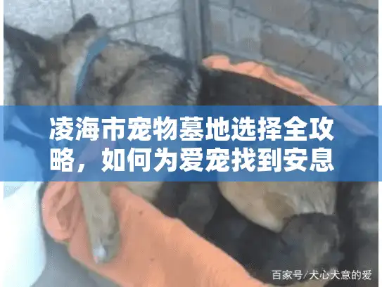 凌海市宠物墓地选择全攻略，如何为爱宠找到安息之地？