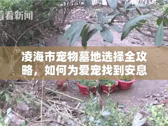 凌海市宠物墓地选择全攻略，如何为爱宠找到安息之地？