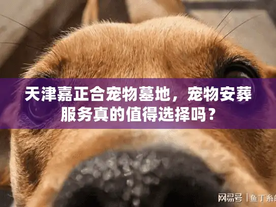 天津嘉正合宠物墓地，宠物安葬服务真的值得选择吗？