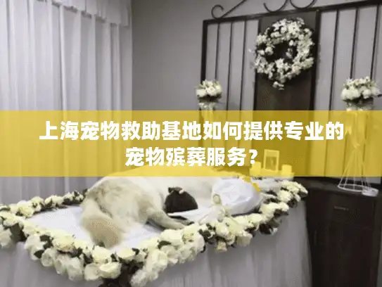 上海宠物救助基地如何提供专业的宠物殡葬服务？