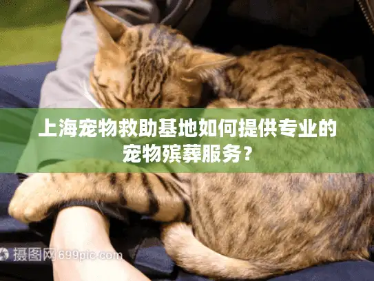 上海宠物救助基地如何提供专业的宠物殡葬服务？