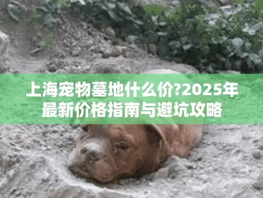 上海宠物墓地什么价?2025年最新价格指南与避坑攻略