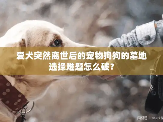 爱犬突然离世后的宠物狗狗的墓地选择难题怎么破？