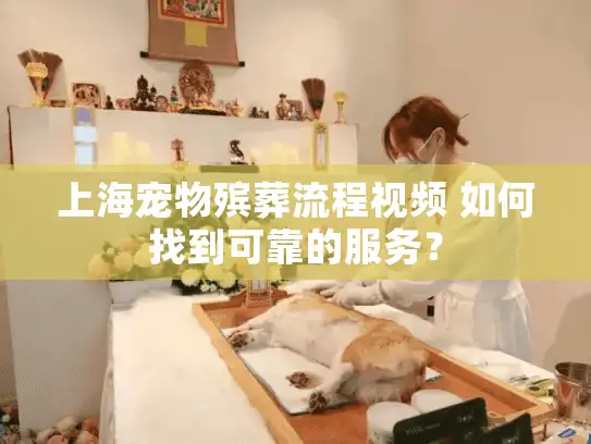 上海宠物殡葬流程视频 如何找到可靠的服务？