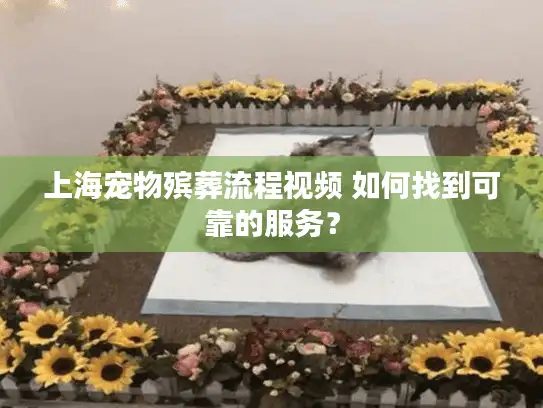 上海宠物殡葬流程视频 如何找到可靠的服务？