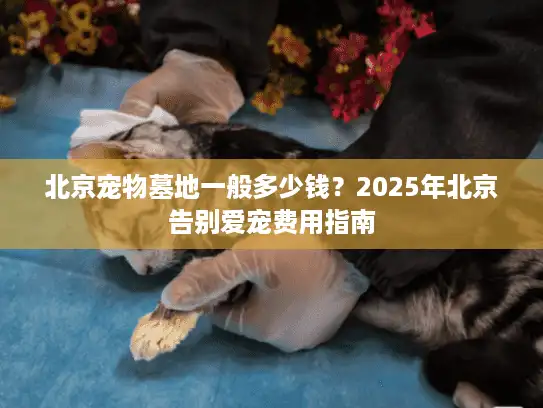 北京宠物墓地一般多少钱？2025年北京告别爱宠费用指南