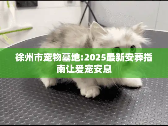 徐州市宠物墓地:2025最新安葬指南让爱宠安息