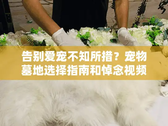 告别爱宠不知所措？宠物墓地选择指南和悼念视频素材下载