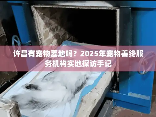 许昌有宠物墓地吗？2025年宠物善终服务机构实地探访手记