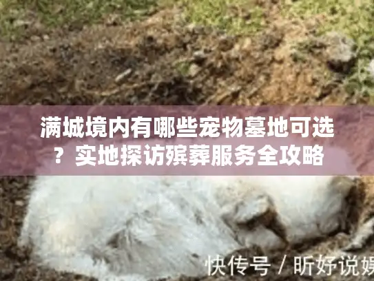 满城境内有哪些宠物墓地可选？实地探访殡葬服务全攻略