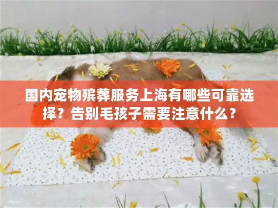 国内宠物殡葬服务上海有哪些可靠选择？告别毛孩子需要注意什么？