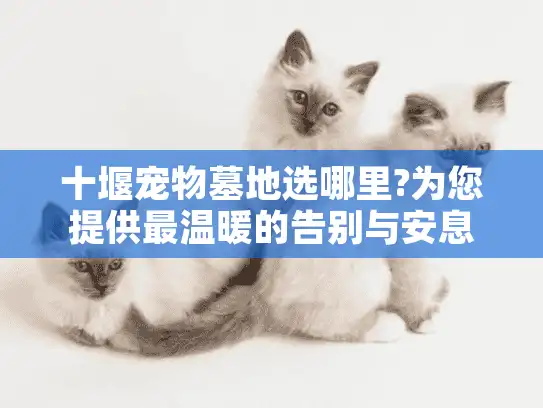十堰宠物墓地选哪里?为您提供最温暖的告别与安息之所