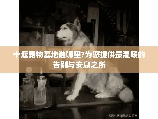 十堰宠物墓地选哪里?为您提供最温暖的告别与安息之所